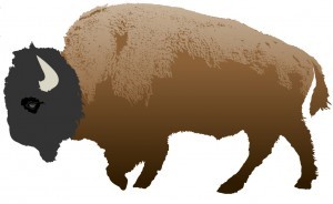 buffalo