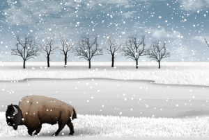 buffalo in winter