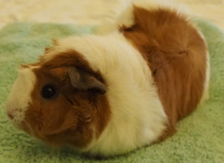 Guinea pig