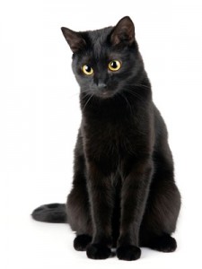 black-cat-0909-400_0