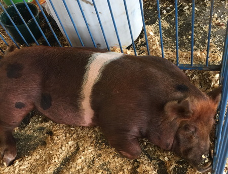 very large, brown pig
