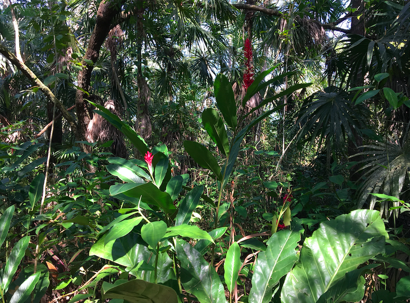 Plants in Belize
