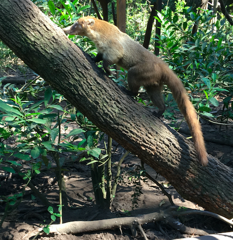 coatimundis