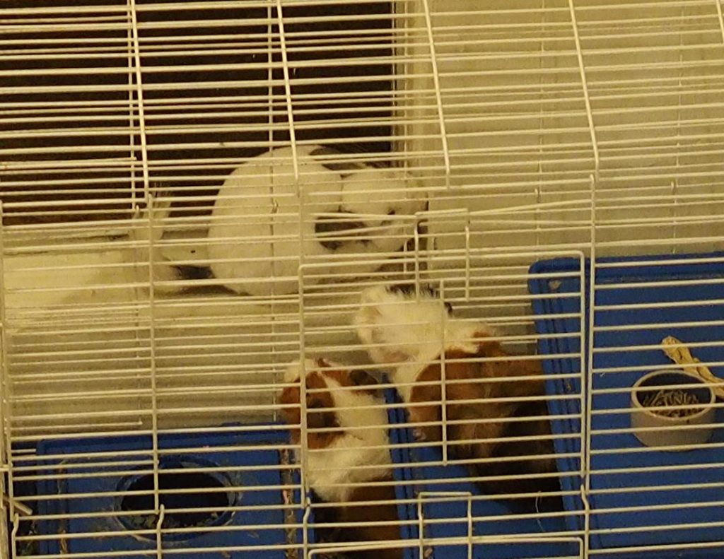 chinchilla and guinea pig
