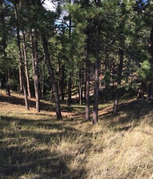 woods by Devils Tower