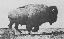 Example usable to teach with primary sources: Black and white video of galloping buffalo