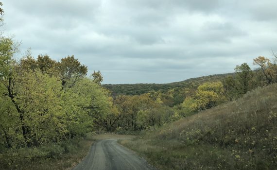 road through the trees in a rural area