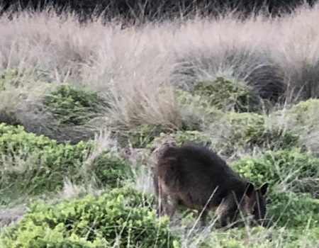 Swamp wallaby in a field