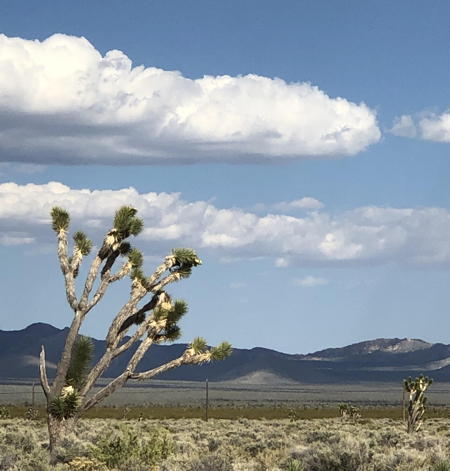 Joshua tree spotted while doing development on the road trip