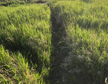 Trail in the grass from fractions problem