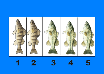 find an equivalent fraction to 2 out of 5 fish