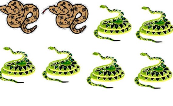 Introducing fractions can be done with anything , like that 2/8 of these snakes are brown