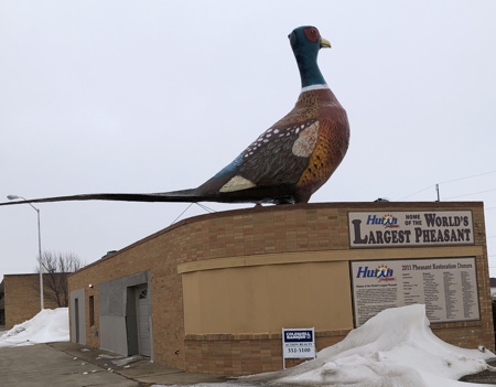 World's Largest Pheasant I met on Innovation Corps tour