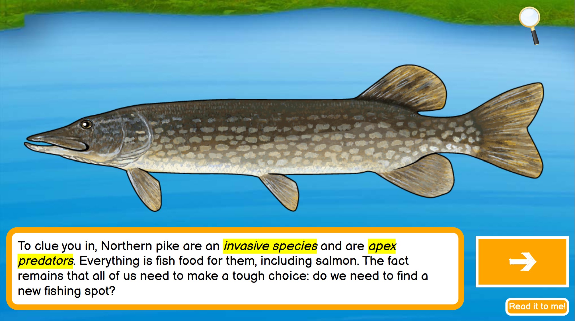 Picture of pike, which is an invasive species and apex predator