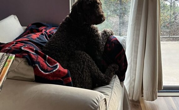 standard poodle sitting in chair
