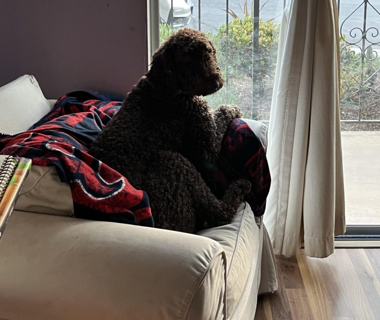 standard poodle sitting in chair