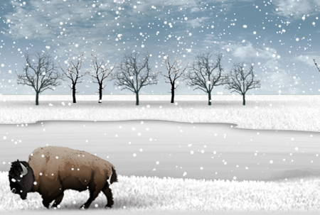 buffalo in the snow