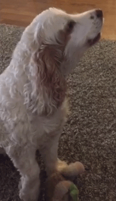 dog